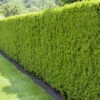 Heckeneibe Taxus Media "Hillii", 100er-Set, Höhe 30-40 Cm, Topf 3 Liter