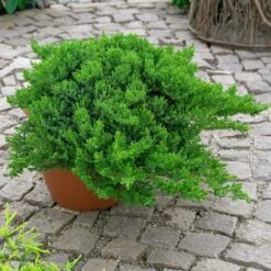 Japanischer Kriechwacholder 'Nana', 10er-Set, Höhe 20-30 Cm, Topf 2 Liter