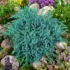 Blauer Teppichwacholder 'Blue Carpet', 10er-Set, Höhe 20-30 Cm, Topf 2 Liter