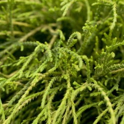 Grüne Zwerg-Fadenzypresse, 10er-Set, Höhe 15-20 Cm, Topf 2 Liter -Garten Sicht Verkäufe 0430350448 Cham pis Fil Nana 10er Set 3 116107