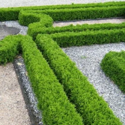 Kugel-Lebensbaum 'Mecki'®, 10er-Set, Höhe 15-20 Cm, Topf 3 Liter -Garten Sicht Verkäufe 0430350450 Thuja occ Mecki 10er Set 1 111726