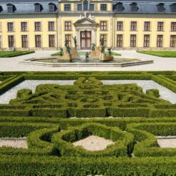 Kugel-Lebensbaum 'Mecki'®, 10er-Set, Höhe 15-20 Cm, Topf 3 Liter -Garten Sicht Verkäufe 0430350450 Thuja occ Mecki 10er Set 2 111727