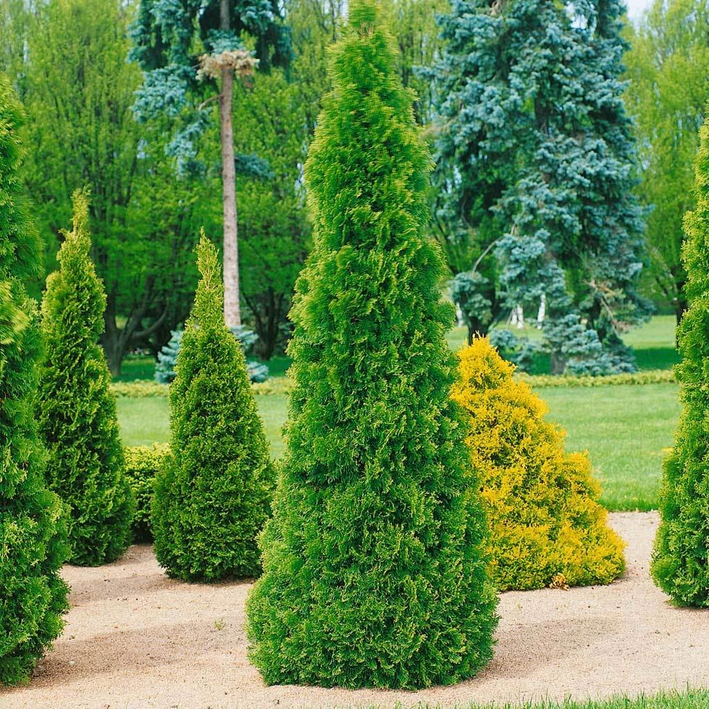 Smaragd-Lebensbaum, Thuja Occ. "Smaragd", 15-Set, Höhe 125-150 Cm, Topf 12 L