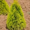Heckenkonifere Thuja Occ. "Golden Smaragd"®, 50er-Set, Höhe 60-80 Cm, Topf 5 L