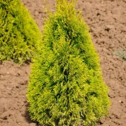 Heckenkonifere Thuja Occ. "Golden Smaragd"®, 60er-Set, Höhe 40-60 Cm, Topf 3 L