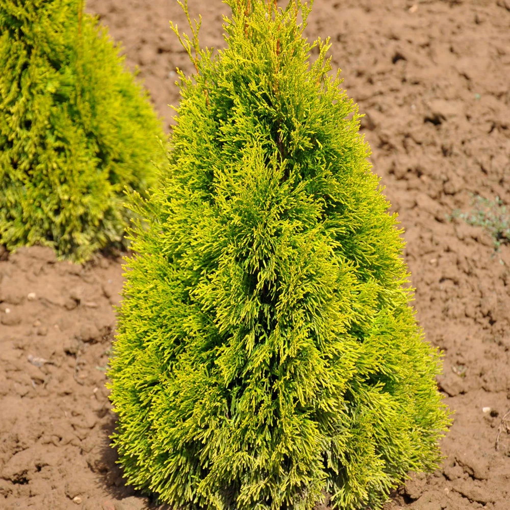 Thuja Occ. 'Golden Smaragd'®, Höhe 050/060, Im 10 Lt. Topf