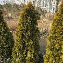 Heckenkonifere Thuja Occ. "Golden Smaragd"®, 50er-Set, Höhe 60-80 Cm, Topf 5 L -Garten Sicht Verkäufe 0430380092 Heckenkonifere Thuja occ Golden Smaragd 060 080 Co 5l WEB 51181 2