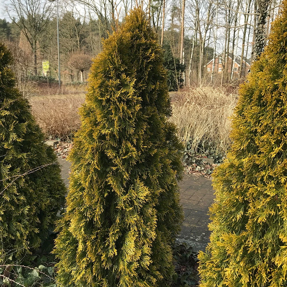 Thuja Occ. 'Golden Smaragd'®, Höhe 060/080, Im 15 Lt. Topf – Bild 2