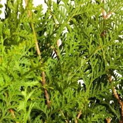 Lebensbaum 'Brabant', 30er-Set, Höhe 80-100 Cm, Topf 10 Liter -Garten Sicht Verkäufe 0430380110 0430380111 Thuja occ Brabant 2 111703