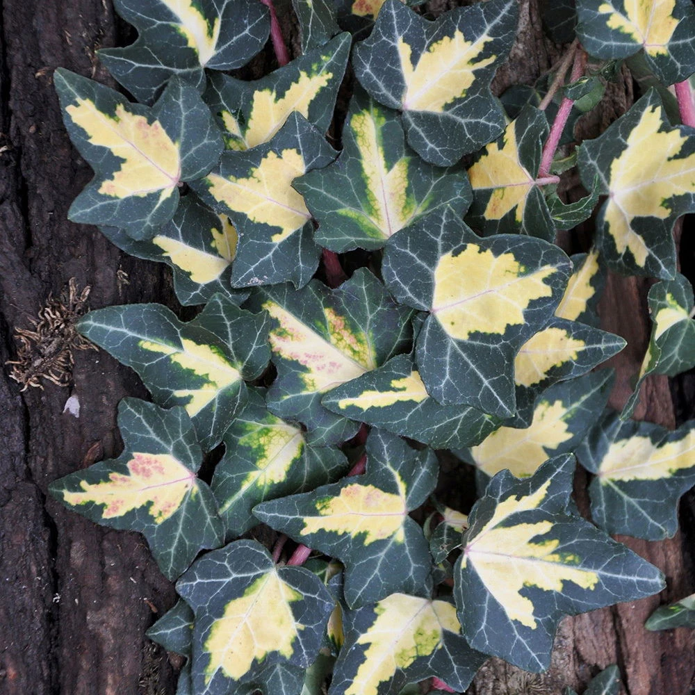 Gewöhnlicher Gelbbunter Efeu, Hedera Helix 'Goldheart', 2er Set, Im 2 L Topf