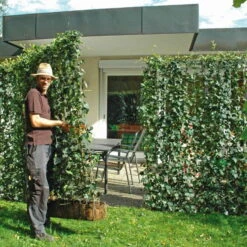 Hecke Am Laufenden Meter® Efeu, 120x180 Cm -Garten Sicht Verkäufe 0440100721 Hedera helix Woerneri 180cm hoch 120cm breit 02 34515