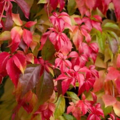 Wilder Wein 'Engelmanii', 2er-Set, Höhe Ca. 60 Cm, Topf 2 Liter