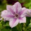 Clematis 'Nelly Moser', 2er-Set, Weißrosa, Höhe 60-80 Cm, Topf 2 Liter