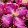 Frühjahrsblühende Waldrebe Clematis Montana 'Van Gogh' Rosa, Topf 2 L, 2er-Set