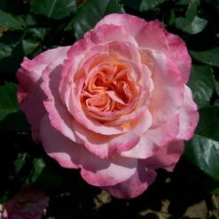 Duftende Edelrose 'Augusta Luise®', Rose-aprikot, Doppelbogen, Topf 7,5 Liter -Garten Sicht Verkäufe 0460100285 Augusta Luise RGB 5925 1