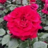 Duftende Edelrose 'Bellevue'®, Purpurrot, Topf 6 Liter