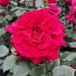 Duftende Edelrose 'Bellevue'®, Purpurrot, Topf 6 Liter