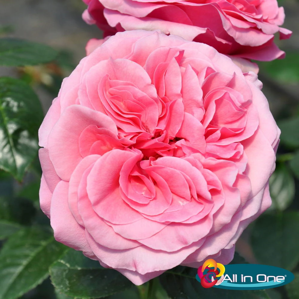 Duftende Edelrose 'Comeback'®. Leuchtend Rosa Bis Hellrosa, Topf 6 Liter