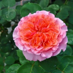 Duftende Edelrose "Käthchen Von Heilbronn"®, Doppelbogen, Topf 7,5 Liter -Garten Sicht Verkäufe 0460100700 KB Kaethchen von Heilbronn Edelrose Co 6lt4 65420 1
