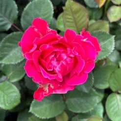 Duftende Edelrose 'Kölle's Rosensymphonie'®, Kräftig Pink, Topf 6 Liter -Garten Sicht Verkäufe 0460100701 Rosensymphonie Edelrose pink 4 126452