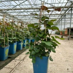 Duftende Edelrose 'Kölle's Rosensymphonie'®, Kräftig Pink, Topf 6 Liter -Garten Sicht Verkäufe 0460100701 edelrose koelles rosensymphonie premium 2 124027