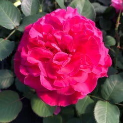 Duftende Edelrose 'Kölle's Rosensymphonie'®, Pink, Doppelbogen, Topf 7,5 Liter -Garten Sicht Verkäufe 0460100701 KB Koelles Rosensymphonie Edelrose Cont 6l 02 51150 2