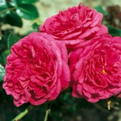 Duftende Edelrose 'Kölle's Rosensymphonie'®, Pink, Doppelbogen, Topf 7,5 Liter -Garten Sicht Verkäufe 0460100701 KB Koelles Rosensymphonie Edelrose Cont 6l 03 51151 2