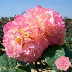Duftende Edelrose 'Augusta Luise®', Rose-aprikot, Doppelbogen, Topf 7,5 Liter -Garten Sicht Verkäufe 0460100704 KB Augusta Luise Premium Edelrose mEinklinker Duftrosenkollektion 49443 1