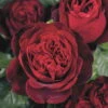 Duftende Edelrose 'Admiral®', Rubinrot, Topf 6 Liter