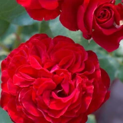 Edelrose 'Störtebeker®, Rot, Topf 6 Liter