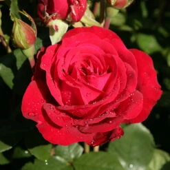 Edelrose 'Störtebeker®, Rot, Topf 6 Liter -Garten Sicht Verkäufe 0460100726 KB Stoertebeker Premium Edelrose 75092