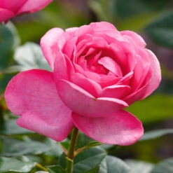 Duftende Edelrose 'Desirée®', Rosa, Topf 6 Liter -Garten Sicht Verkäufe 0460100761 Desiree Premium Edelrose Co6lt rosa Duftrosen 11 118843