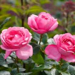 Duftende Edelrose 'Desirée®', Rosa, Topf 6 Liter -Garten Sicht Verkäufe 0460100761 Desiree Premium Edelrose Co6lt rosa Duftrosen 1 118842