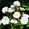 Ramblerrose 'Perennial Blush', Hellrosa - Weiß, Topf 6 Liter