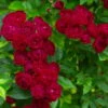 Ramblerrose 'Perennial Domino®', Magentarot, Topf 6 Liter