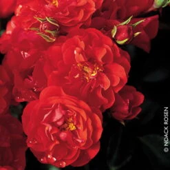 Beetrose 'Canzonetta®', Leuchtend Rot, Topf 6 Liter