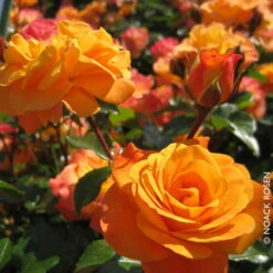 Stammrose 'Westzeit®', Beetrose, Stammhöhe 60cm Im 7,5 Liter Topf -Garten Sicht Verkäufe 0460200487 Beetrose Westzeit RGB Copyright NEU 01 42092