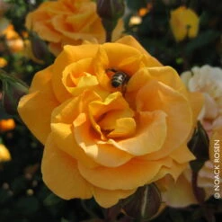 Stammrose 'Westzeit®', Beetrose, Stammhöhe 60cm Im 7,5 Liter Topf -Garten Sicht Verkäufe 0460200487 Beetrose Westzeit RGB Copyright NEU 02 42093