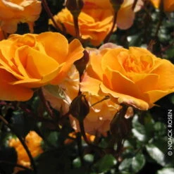 Beetrose 'Westzeit®', Orange-aprikot Bis Rosa, Doppelbogen, Topf 10 Liter -Garten Sicht Verkäufe 0460200487 Beetrose Westzeit RGB Copyright NEU 42091 1