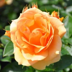 Stammrose 'Hansestadt Rostock®', Beetrose, Stammhöhe 60cm Im 7,5 Liter Topf -Garten Sicht Verkäufe 0460200634 HansestadtRostock RGB 5845