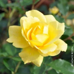 Beetrose 'Westart®' Gelb, Topf 6 Liter, 4er Set