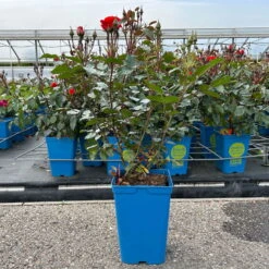 Beetrose 'Westpoint'®, Blutorange, Topf 6 Liter -Garten Sicht Verkäufe 0460200782 Westpoint Beetrose blutorange 2 126468