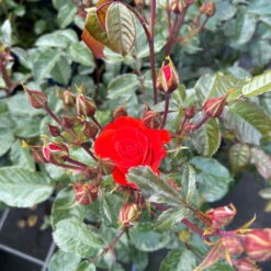 Beetrose 'Westpoint'®, Blutorange, Topf 6 Liter -Garten Sicht Verkäufe 0460200782 Westpoint Beetrose blutorange 3 126467