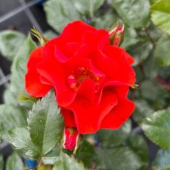 Beetrose 'Westpoint'®, Blutorange, Topf 6 Liter -Garten Sicht Verkäufe 0460200782 Westpoint Beetrose blutorange 4 126466