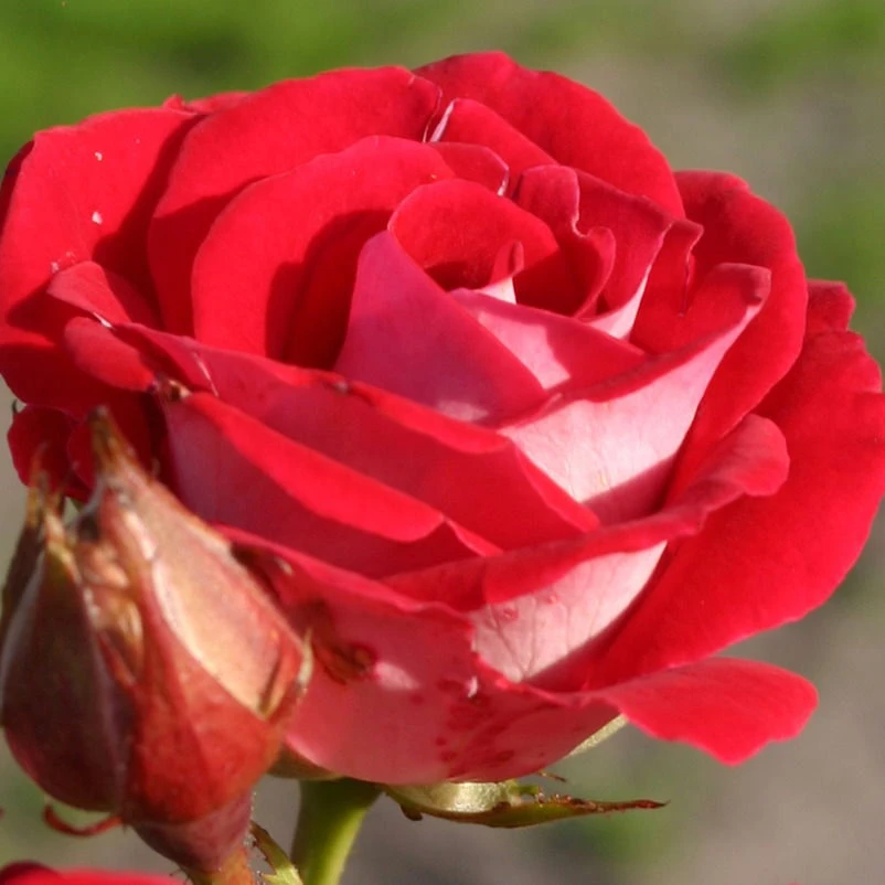 Beetrose 'Schöne Koblenzerin®', Rot-cremeweiß, Topf 6 Liter, 4er Set 2 Beetrose 'Schöne Koblenzerin®', Rot-cremeweiß, Topf 6 Liter, 4er Set – Bild 2