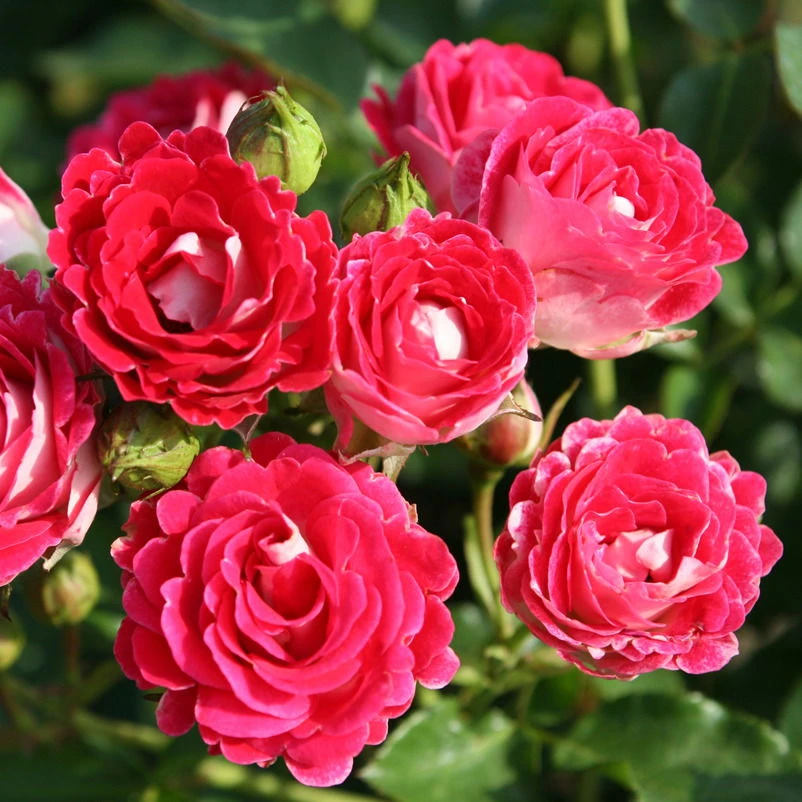 Beetrose 'Schöne Koblenzerin®', Rot-cremeweiß, Topf 6 Liter, 4er Set 1 Beetrose 'Schöne Koblenzerin®', Rot-cremeweiß, Topf 6 Liter, 4er Set