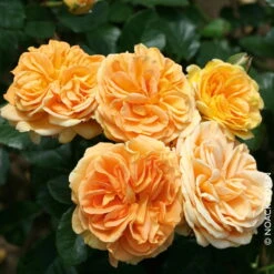 Beetrose 'Timeless®', Ambergelb, Topf 6 Liter