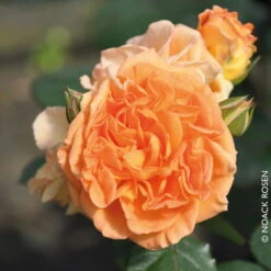 Beetrose 'Timeless®', Ambergelb, Topf 6 Liter -Garten Sicht Verkäufe 0460200801 Beetrose Timeless RGB Copyright NEU 02 42096