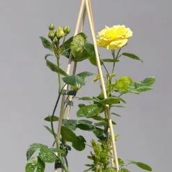 Duftende Beetrose 'Yellow Meilove®', Hellgelb, Topf 6 Liter -Garten Sicht Verkäufe 0460200845 beetrose yellow meilove premium 1 124087