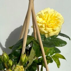 Duftende Beetrose 'Yellow Meilove®', Hellgelb, Topf 6 Liter -Garten Sicht Verkäufe 0460200845 beetrose yellow meilove premium 4 123891